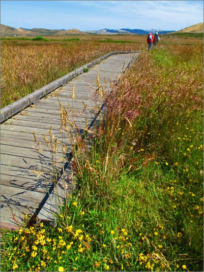 sm (12) 090709 Kortum.jpg - Sturdy boardwalks make for pleasant walking while protecting the environment.